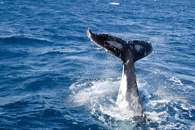 Whale Watching and Wildlife Cruise Townsville and Magnetic Island - Cape Cleveland Lighthouse and the coastal route