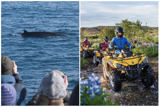 Whale Watching & ATV Adventure from Reykjavik - From quad bikes to the Old Harbour