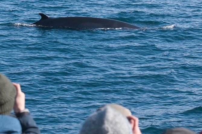 Whale Watching & ATV Adventure from Reykjavik - What the one-hour quad ride feels like