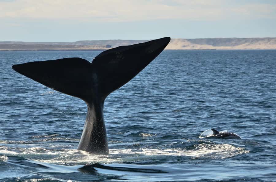 Whale Watching Boat - Puerto Pirámides is the starting point