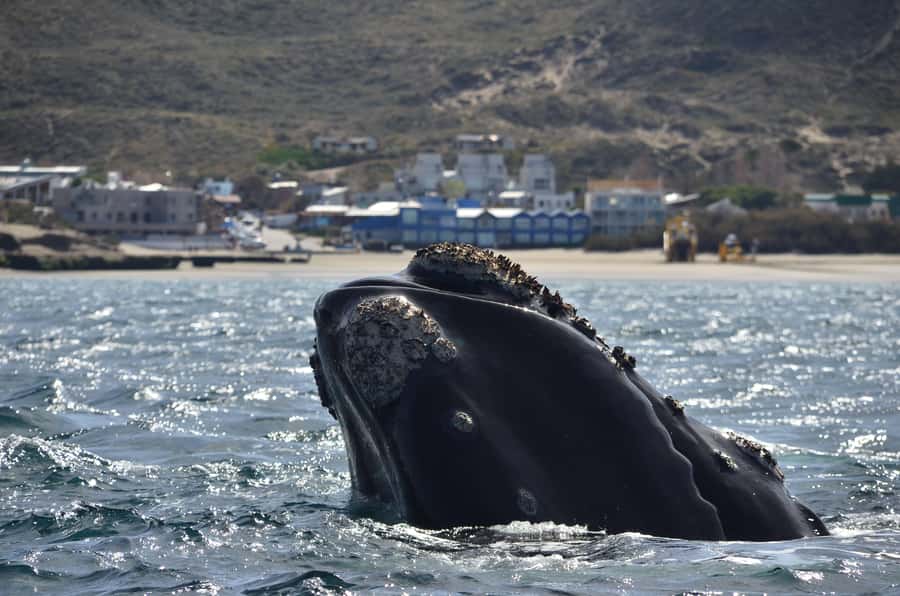 Whale Watching Boat - June to December is whale season