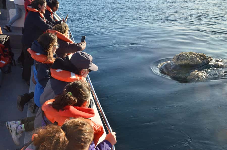 Whale Watching Boat - What the guide adds