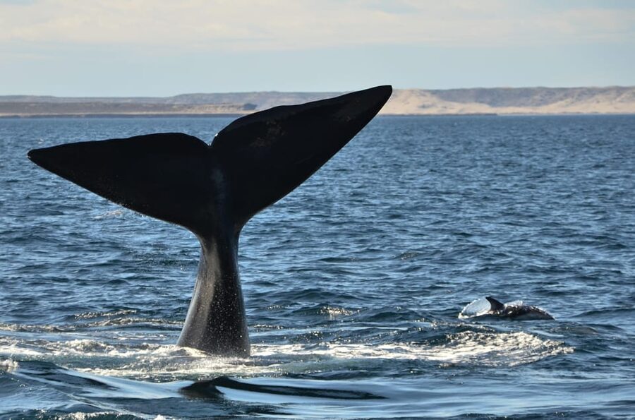 Whale Watching Boat - Who will enjoy this outing most?