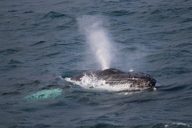 Whale-Watching Boat Tour with Expert Guide from Reykjavik - Key points before you book