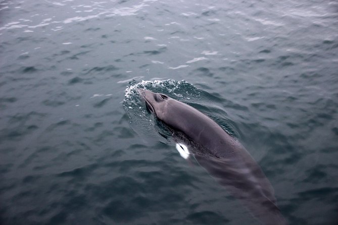 Whale-Watching Boat Tour with Expert Guide from Reykjavik - Choosing between the 2.5-hour and 3.5-hour cruises