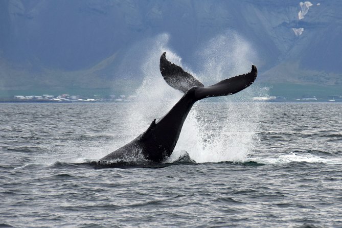 Whale-Watching Boat Tour with Expert Guide from Reykjavik - The best place to stand when a whale appears