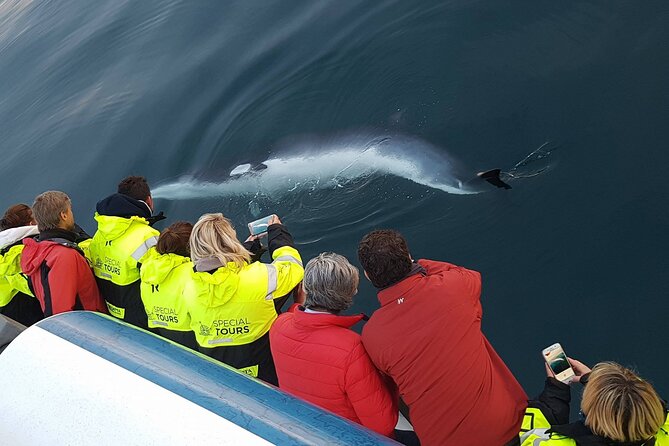 Whale-Watching Boat Tour with Expert Guide from Reykjavik - How good is the guiding?