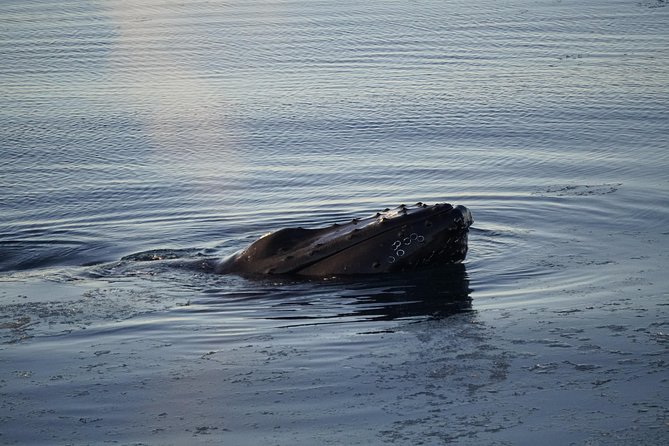 Whale-Watching Boat Tour with Expert Guide from Reykjavik - Cold, wind, and seasickness
