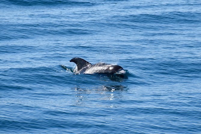 Whale-Watching Boat Tour with Expert Guide from Reykjavik - Is $86.51 a fair price?
