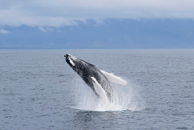 Whale-Watching Boat Tour with Expert Guide from Reykjavik - What you may see in Faxaflói Bay