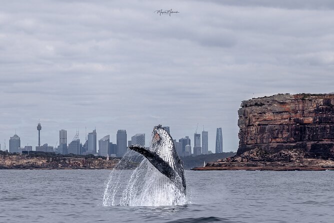 Whale Watching Boat Trip in Sydney - Key points to know before booking