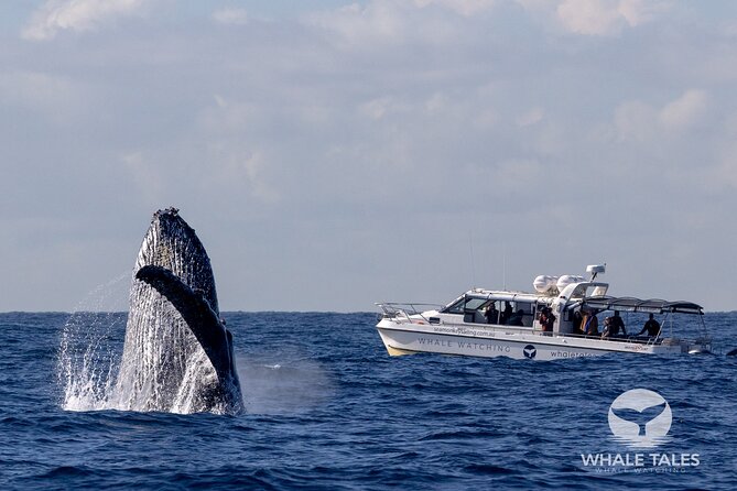 Whale Watching Boat Trip in Sydney - Searching beyond Sydney Heads