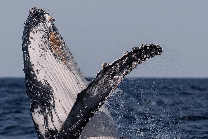 Whale Watching Boat Trip in Sydney - Small group, small boat, and personal space