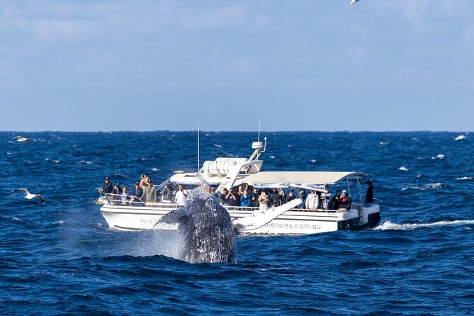 Whale Watching Boat Trip in Sydney - The best and hardest moments on the water