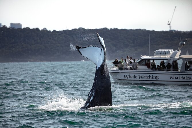 Whale Watching Boat Trip in Sydney - How the $99.70 price holds up