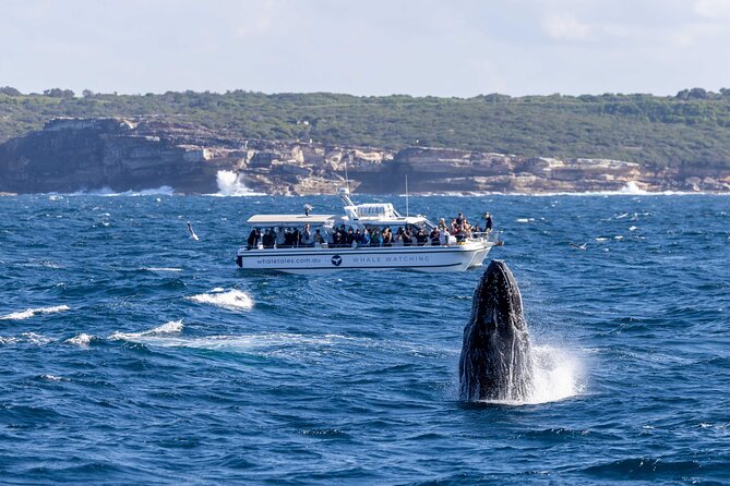 Whale Watching Boat Trip in Sydney - Morning or afternoon cruise?
