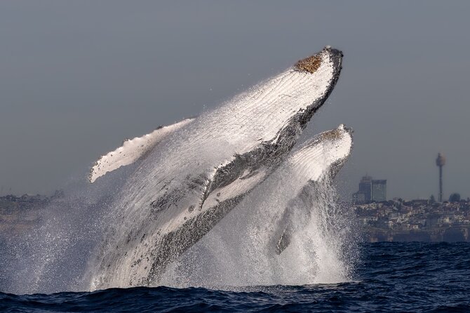 Whale Watching Boat Trip in Sydney - What to wear and bring