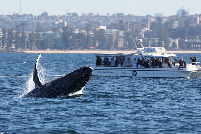 Whale Watching Boat Trip in Sydney - What the crew adds to the trip