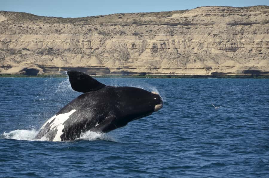 Whale Watching Boat - The 90-minute boat ride