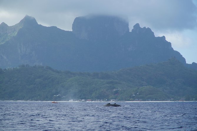 Whale Watching Bora Bora - Dolphins, turtles, and other ocean life
