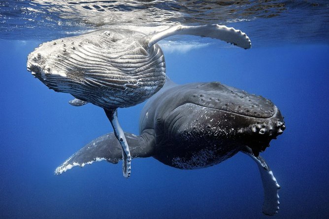 Whale Watching Bora Bora - What the first hour is really like