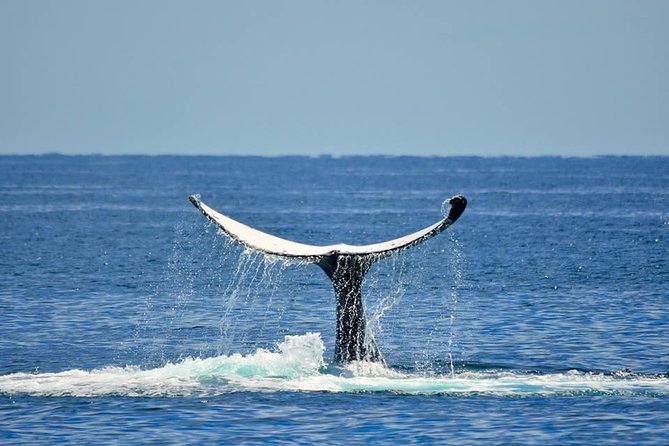 Whale Watching Busselton - From Port Geographe Marina to open water