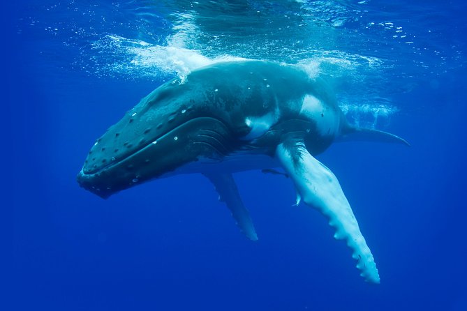 Whale Watching Busselton - Finding your best view on Whalesong