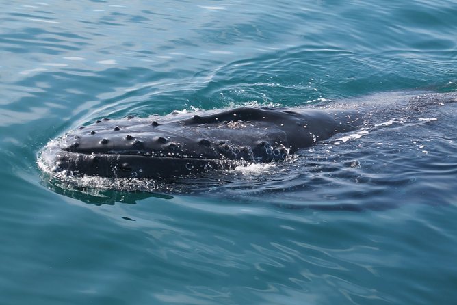 Whale Watching Busselton - Timing, sea conditions, and the real drawback