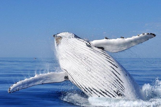 Whale Watching Busselton - How the whale search works