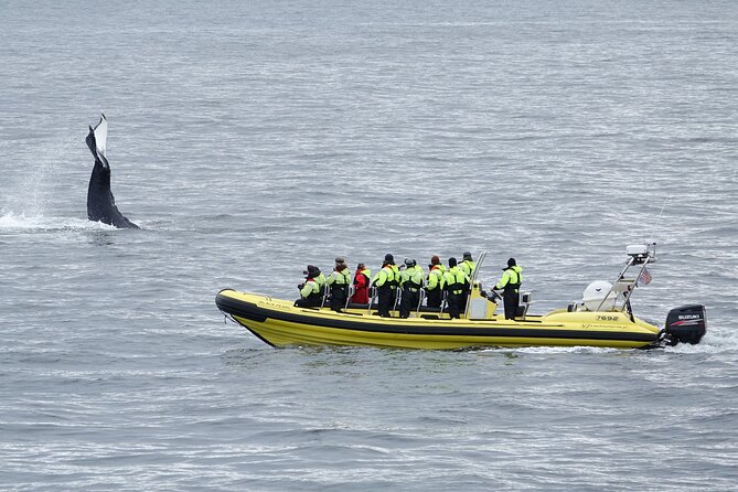 Whale Watching by RIB Speedboat from Downtown Reykjavik - Leaving Old Harbour beside Harpa