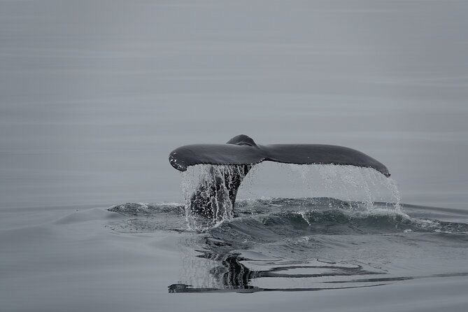 Whale Watching by RIB Speedboat from Downtown Reykjavik - Engey, Lundey, and Viðey from the water