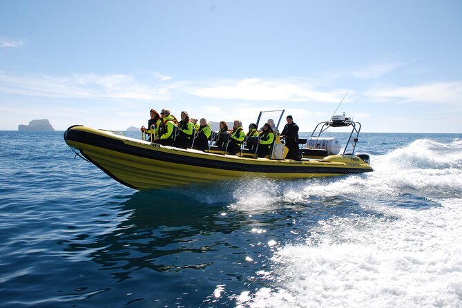Whale Watching by RIB Speedboat from Downtown Reykjavik - Is $145 a fair price?