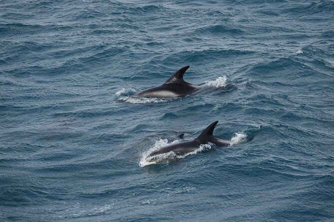 Whale Watching by RIB Speedboat from Downtown Reykjavik - Weather cancellations and schedule planning