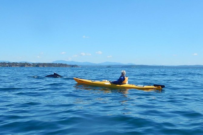 Whale Watching by Sea Kayak in Batemans Bay - Why Batemans Bay works so well from a kayak
