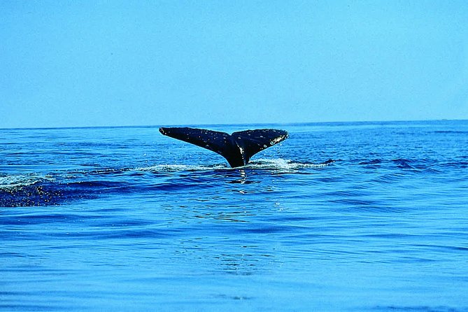 Whale Watching by Sea Kayak in Batemans Bay - Following the coast toward islands and coves