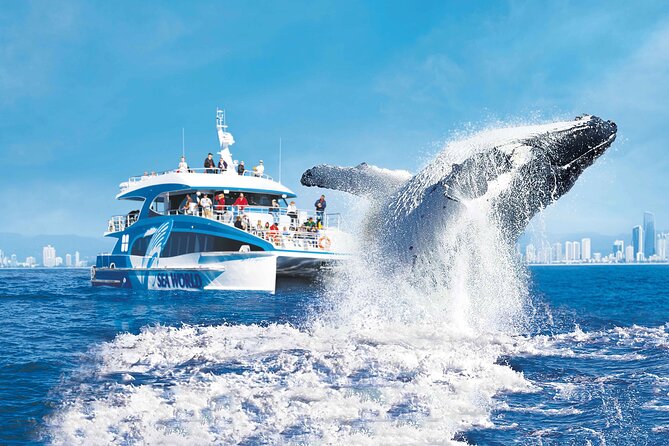 Whale Watching by Sea World Cruises - Finding humpbacks in the Australian Whale Sanctuary