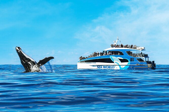 Whale Watching by Sea World Cruises - Commentary from the captain and marine guides