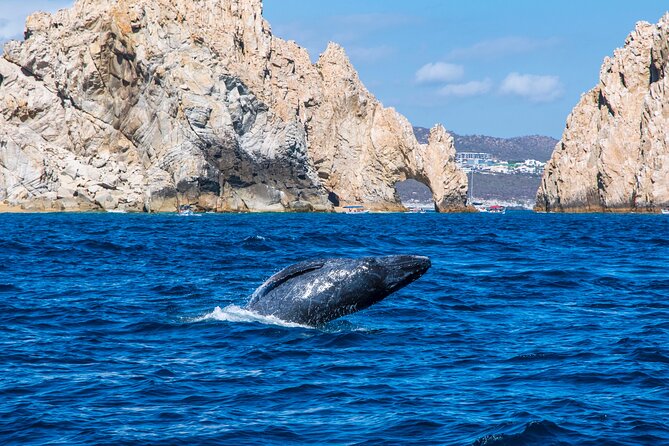 Whale Watching by Zodiac in Cabo San Lucas with Photos Included - Leaving Cabo Marina aboard the Apex Zodiac