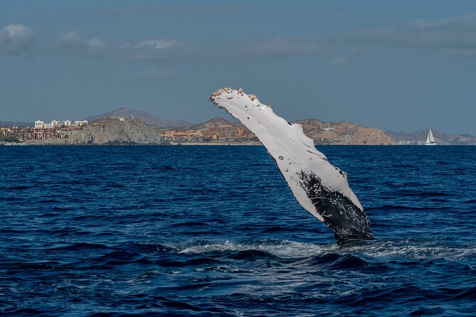 Whale Watching by Zodiac in Cabo San Lucas with Photos Included - Seeing natural behavior without rushing the moment