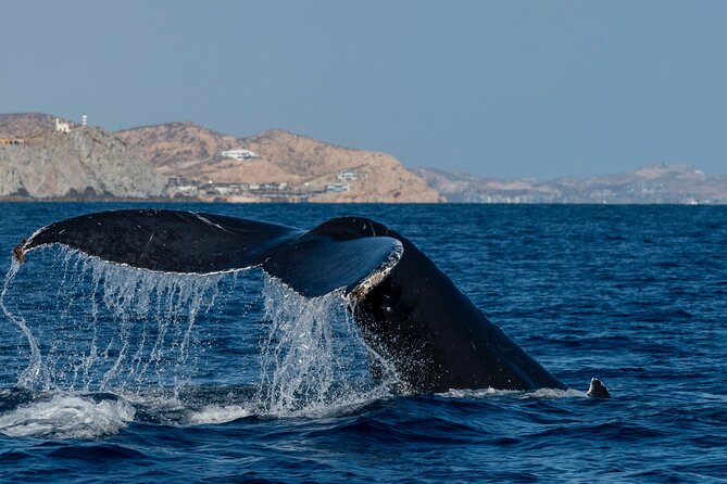 Whale Watching by Zodiac in Cabo San Lucas with Photos Included - Listening to whale songs with a hydrophone