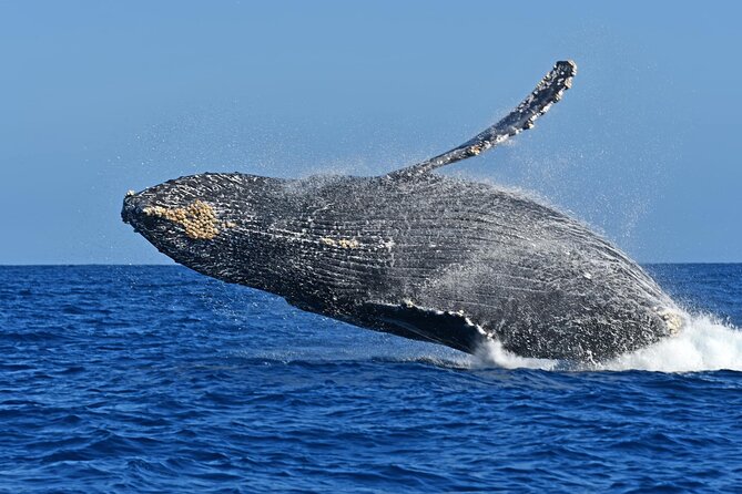 Whale Watching by Zodiac in Cabo San Lucas with Photos Included - What the guides add to the trip