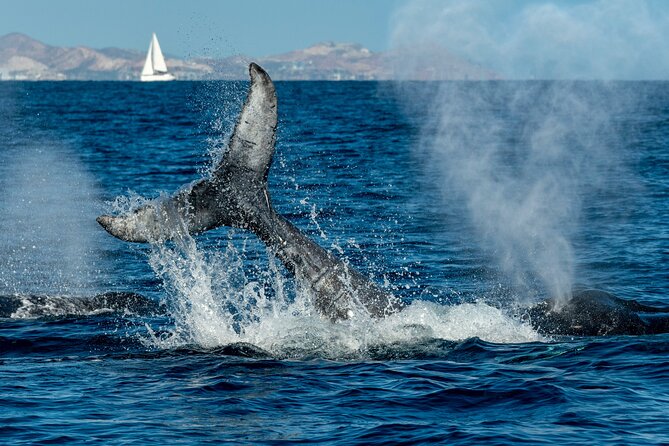 Whale Watching by Zodiac in Cabo San Lucas with Photos Included - Photos, videos, and the practical camera question