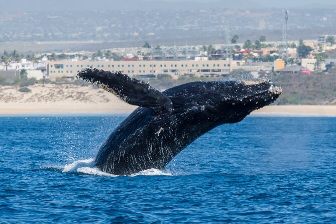 Whale Watching by Zodiac in Cabo San Lucas with Photos Included - Is $85 a fair price for two and a half hours?