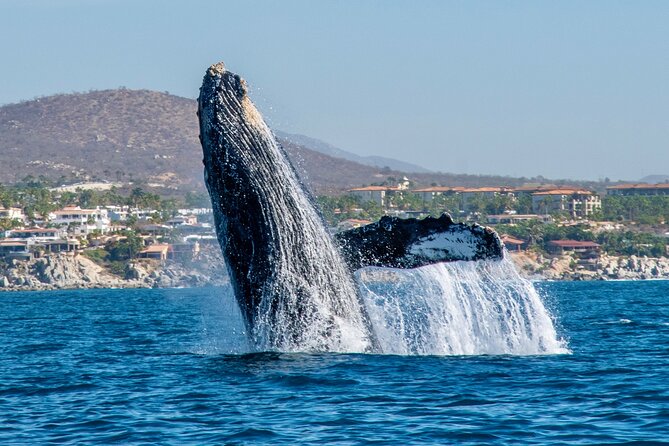 Whale Watching by Zodiac in Cabo San Lucas with Photos Included - The scenic ride past Cabo’s famous arch
