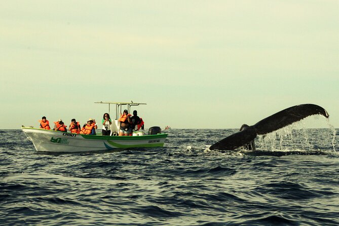 Whale Watching Cabo-Women crew-Sightings Guaranteed & Free Photos - A fast ride toward whales, dolphins, and sea lions