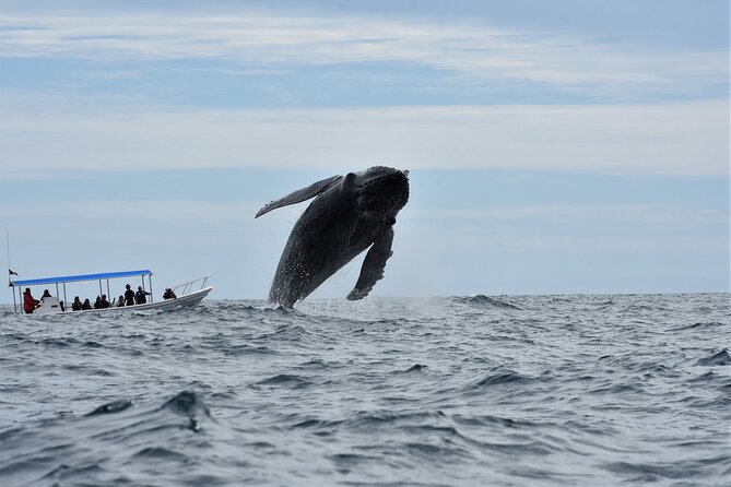 Whale Watching Cabo-Women crew-Sightings Guaranteed & Free Photos - What the whale warranty really gives you