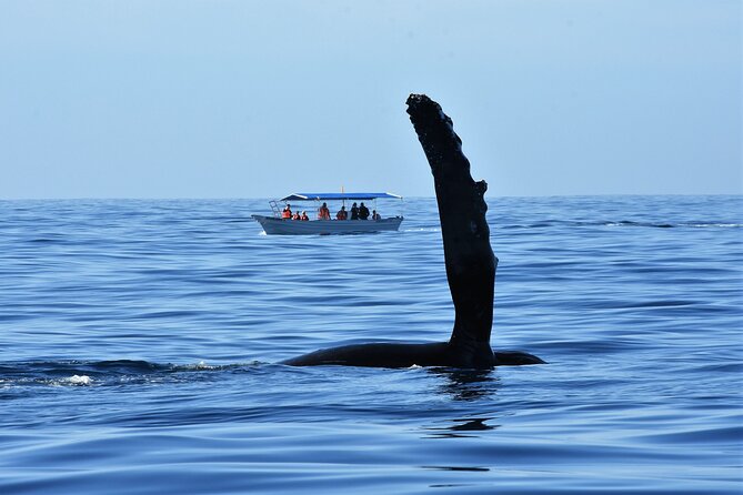 Whale Watching Cabo-Women crew-Sightings Guaranteed & Free Photos - Free photos, with one important caution