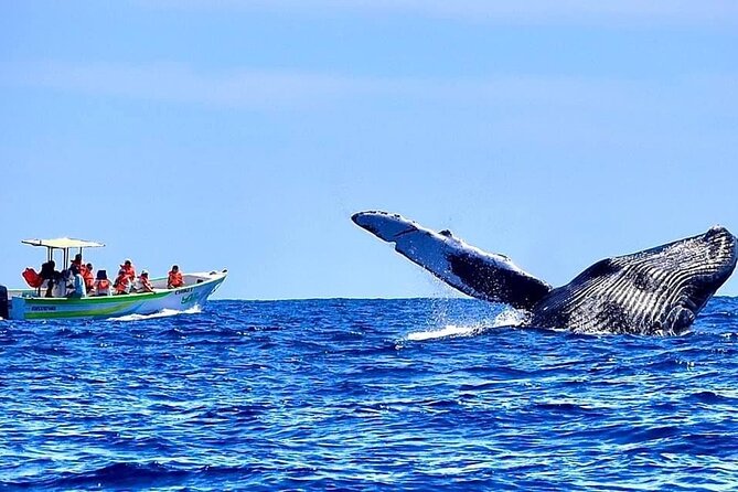 Whale Watching Cabo-Women crew-Sightings Guaranteed & Free Photos - Is $100.15 a fair price?