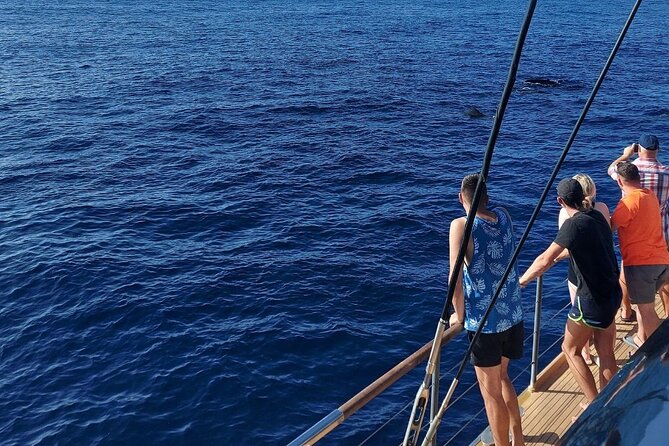 Whale Watching Catamaran in Costa Adeje (Including drinks & Sandwich) - What three hours at sea feels like