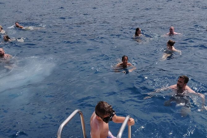 Whale Watching Catamaran in Costa Adeje (Including drinks & Sandwich) - Price and what you get for $56.72
